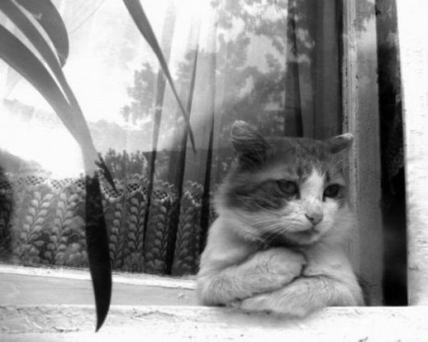 Одинокий кот