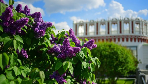 Александровский сад Москва сирень