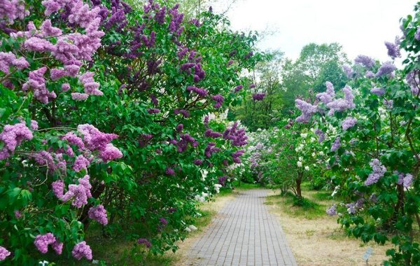 Сирень в Ботаническом саду Цицина