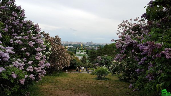 Сирень в Ботаническом саду Цицина
