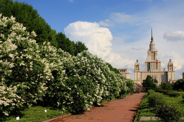 Сирени в МГУ ботсад