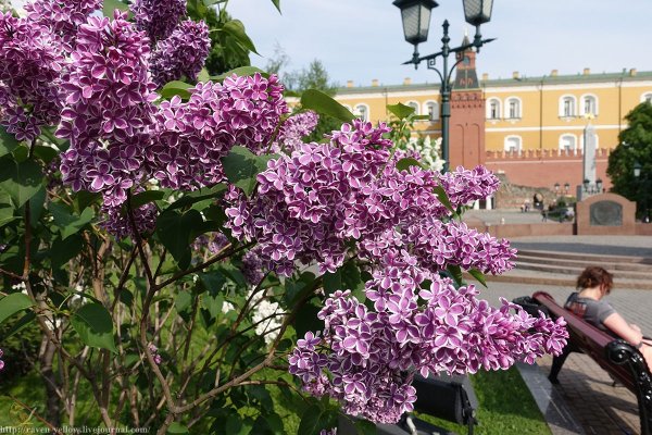 Сирень Михайло Ломоносов