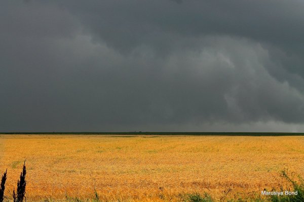 Поле перед грозой