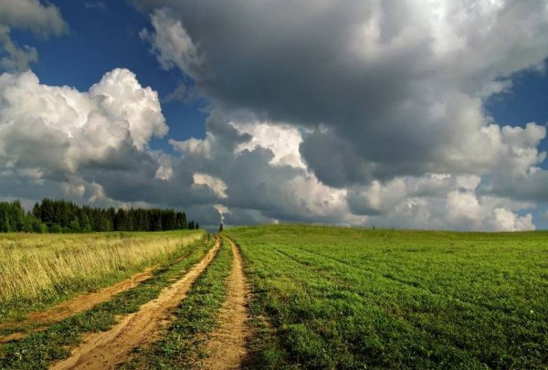 Поля августа природа