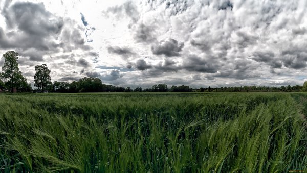 Пасмурный луг