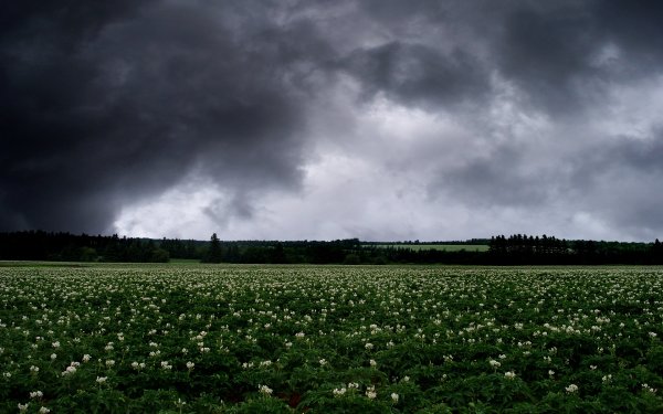 Мрачное поле