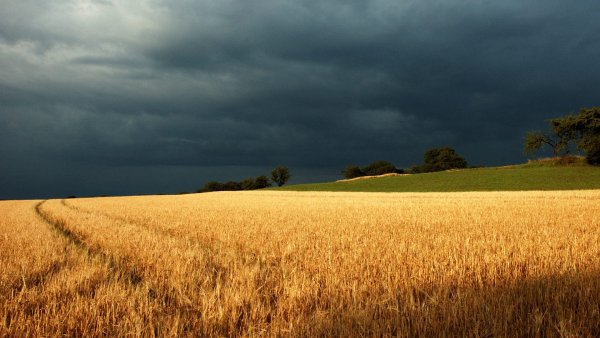 Поле перед грозой