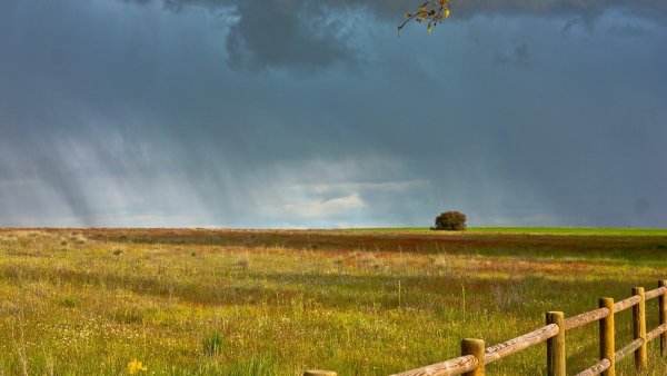 Дождь в поле