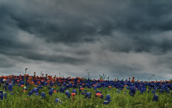 Васильковое поле