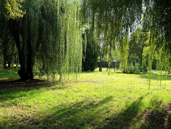 Парк солнце