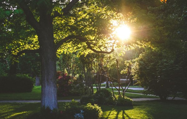 Утро парк солнце