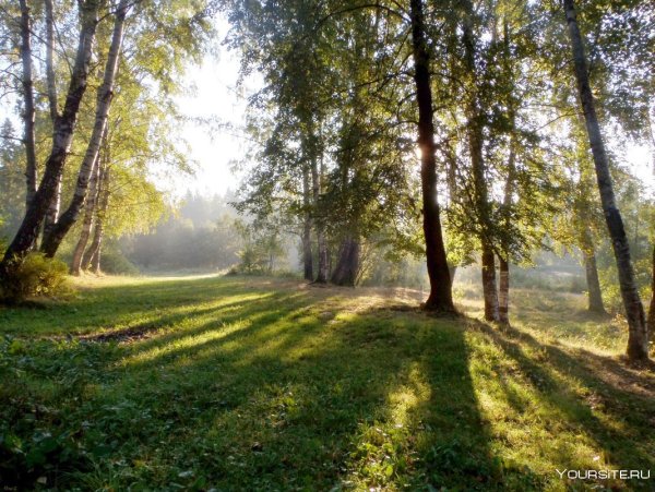 Солнце Весна Шуваловский парк