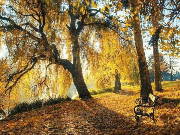 Осенний парк с тополями