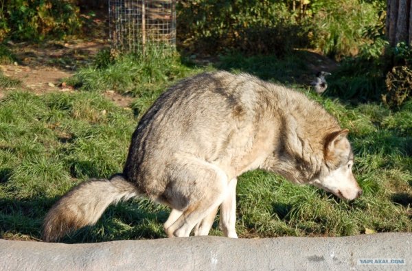 Волк зубами щелк