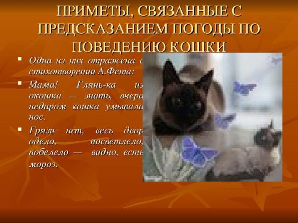 Приметы связанные с животными