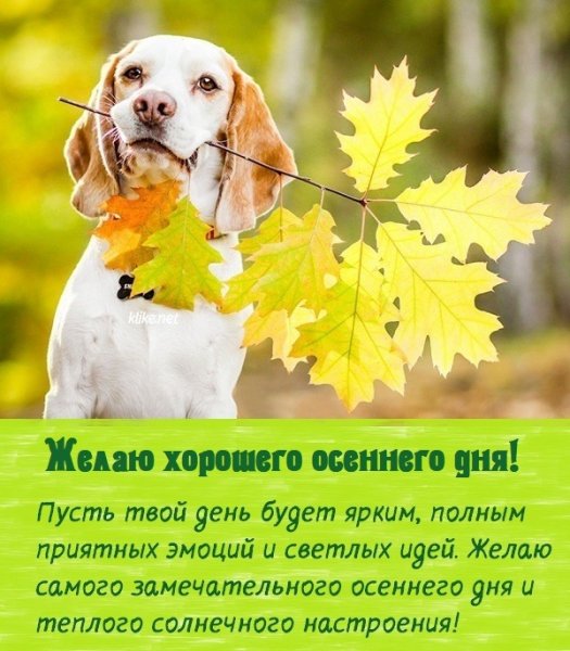 Хорошего осеннего денечка