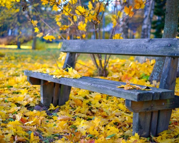 Осень парк скамейка