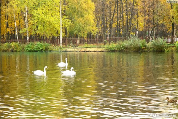 Озеро в Сормовском парке Нижний Новгород