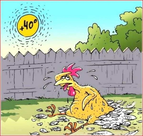 Шутки про жару