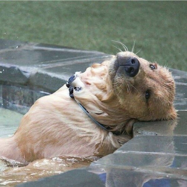 Животные в жару