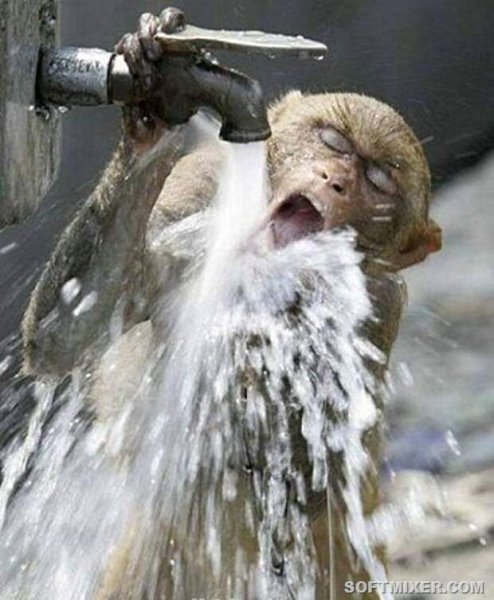 Обезьянка моется