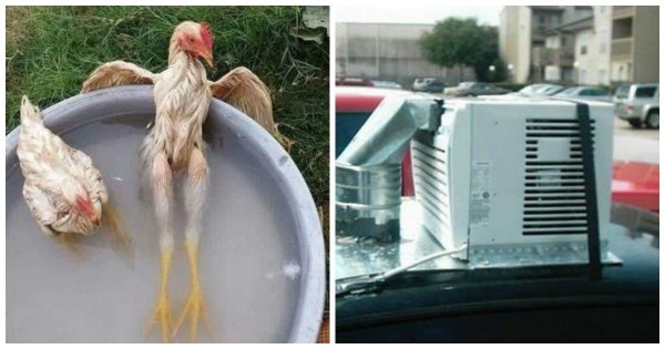 Птицы спасаются от жары