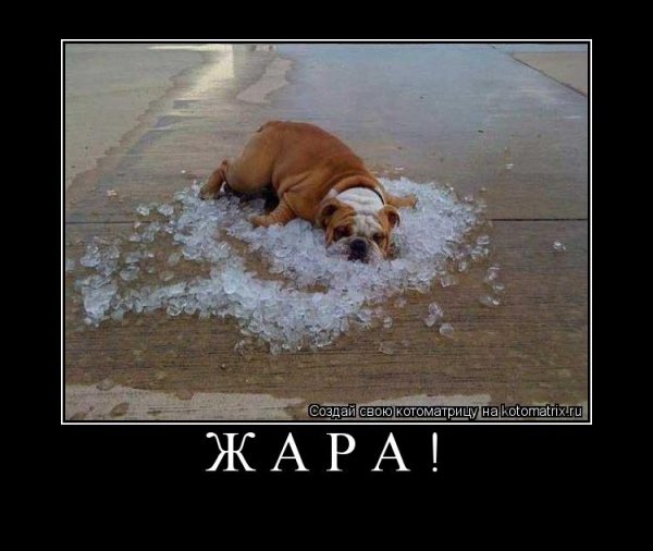 Шутки про жару
