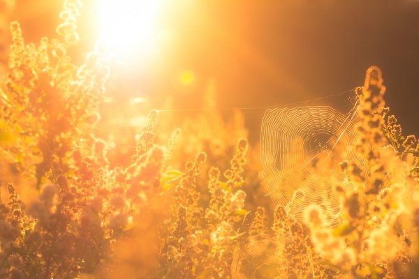 Лето солнце жара