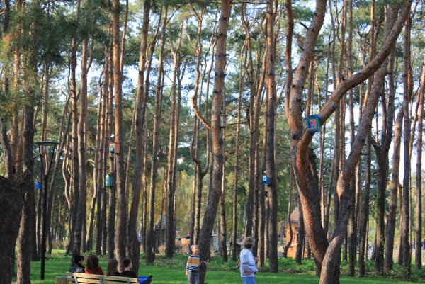 Сосновый парк Алые паруса Воронеж