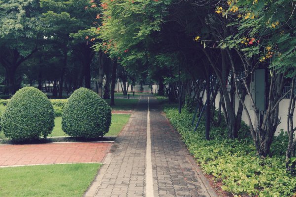 Великобритания парк сквер Green дерево