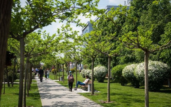 Аллея на солнечной Краснодар