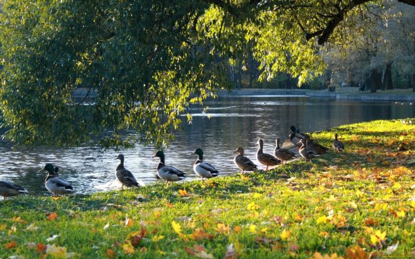 Водоплавающие птицы Екатерининский парк
