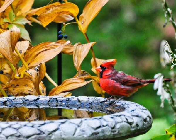 Красивые птицы осенью
