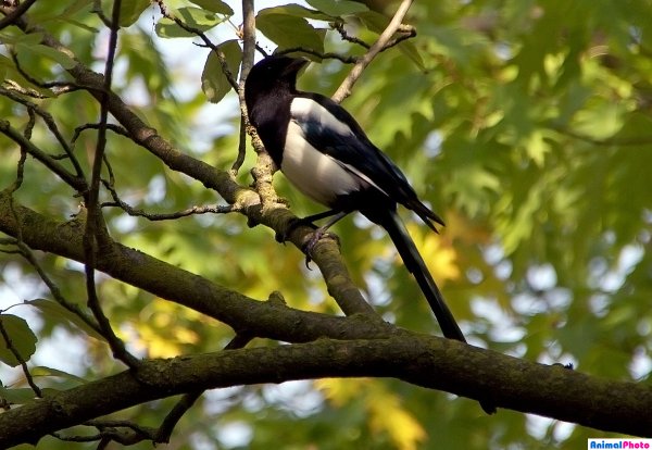 Птицы в парке