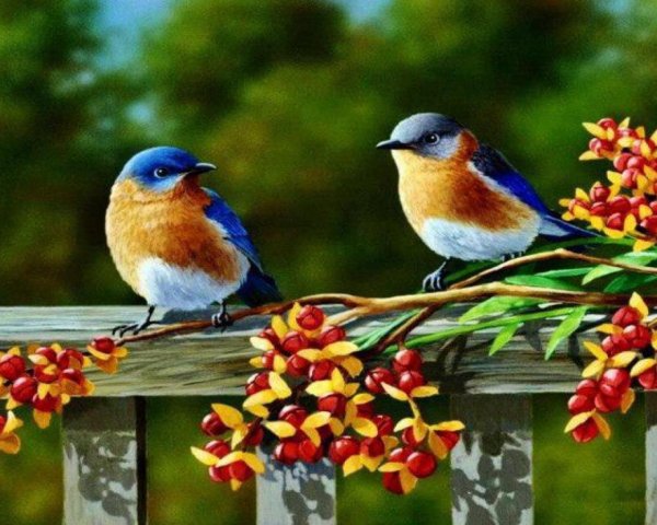 Птицы летом и осенью