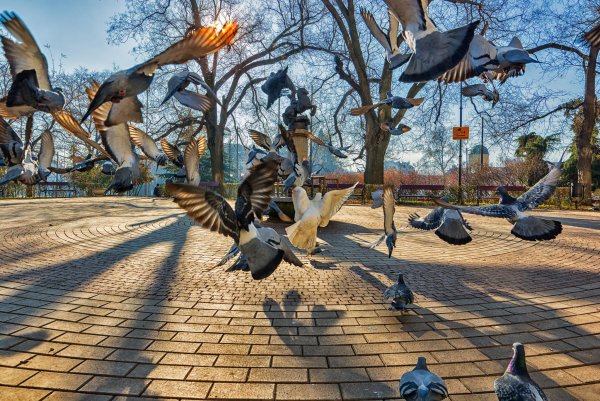 Птицы в городе