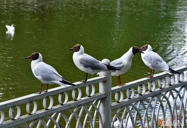 Птицы в парке