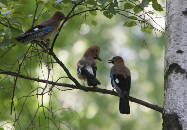 Лосиный остров национальный парк птицы