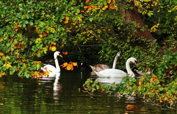 Екатерининский парк осень озеро лебеди