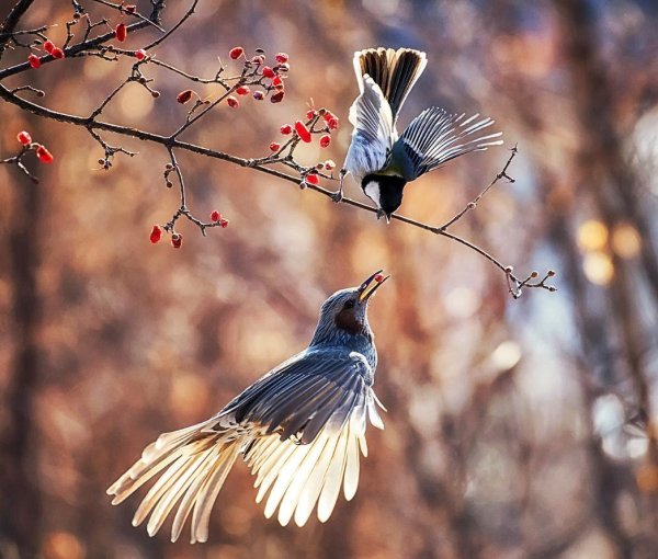 Птицы на ветвях