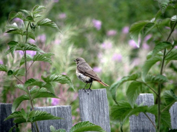 Летний лес с птичками