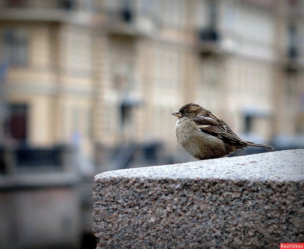 Птицы в городе