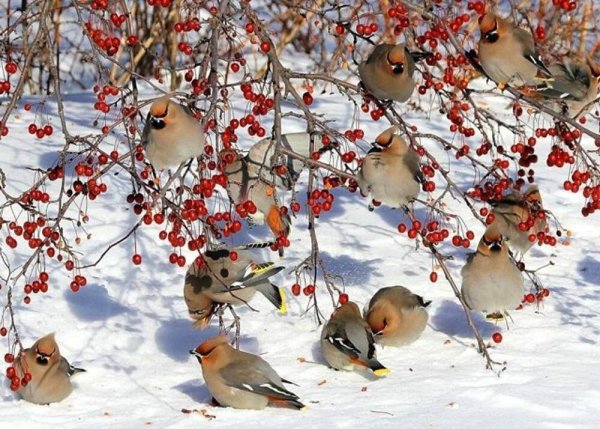 Птицы в зимнем лесу