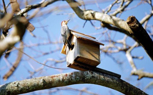 Птицы прилетели