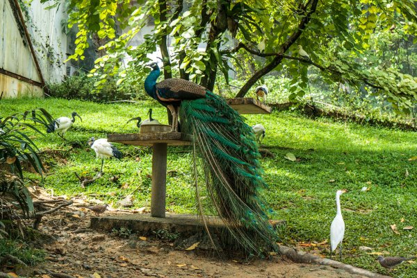 Парк птиц Бангкок