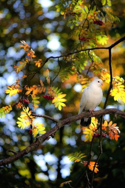 Осень птицы