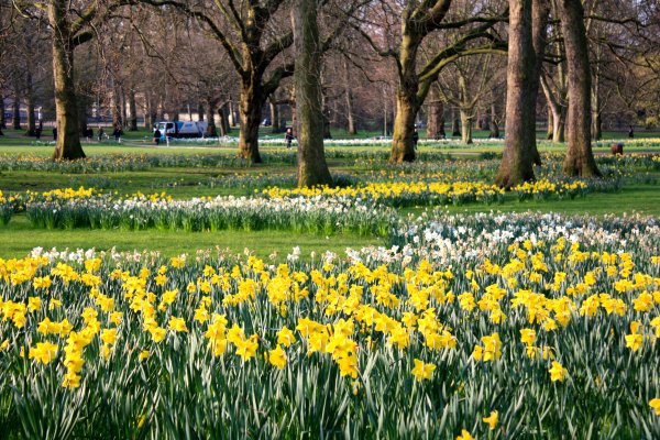Грин парк Лондон