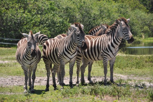 Сафари парк животные