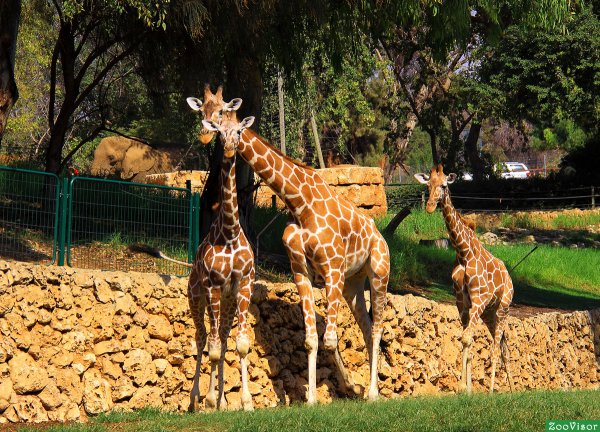 Сафари парк Тель Авив