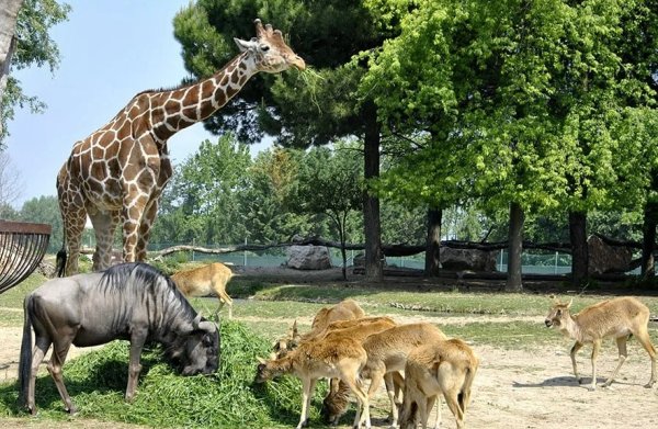 Сафари парк Франция